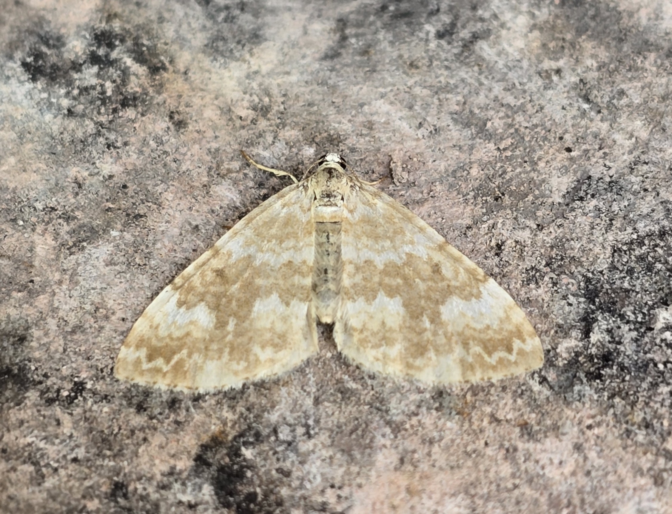 Photo of Sandy Carpet (Perizoma flavofasciata)